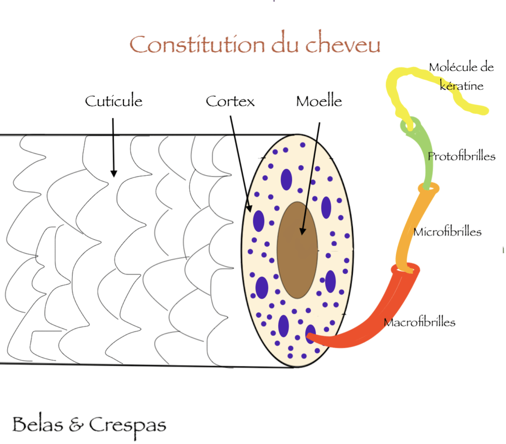 schéma protéine de kératine cheveu