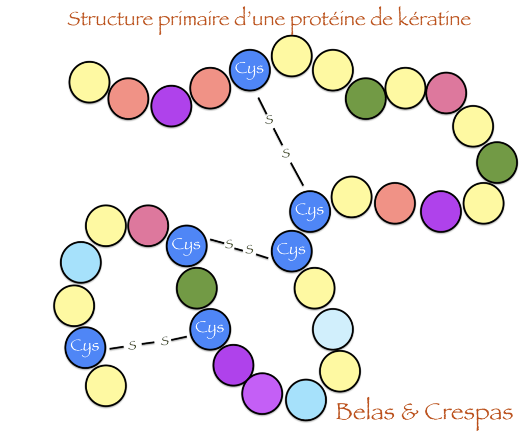 molécule de kératine protéine cheveu structure primaire