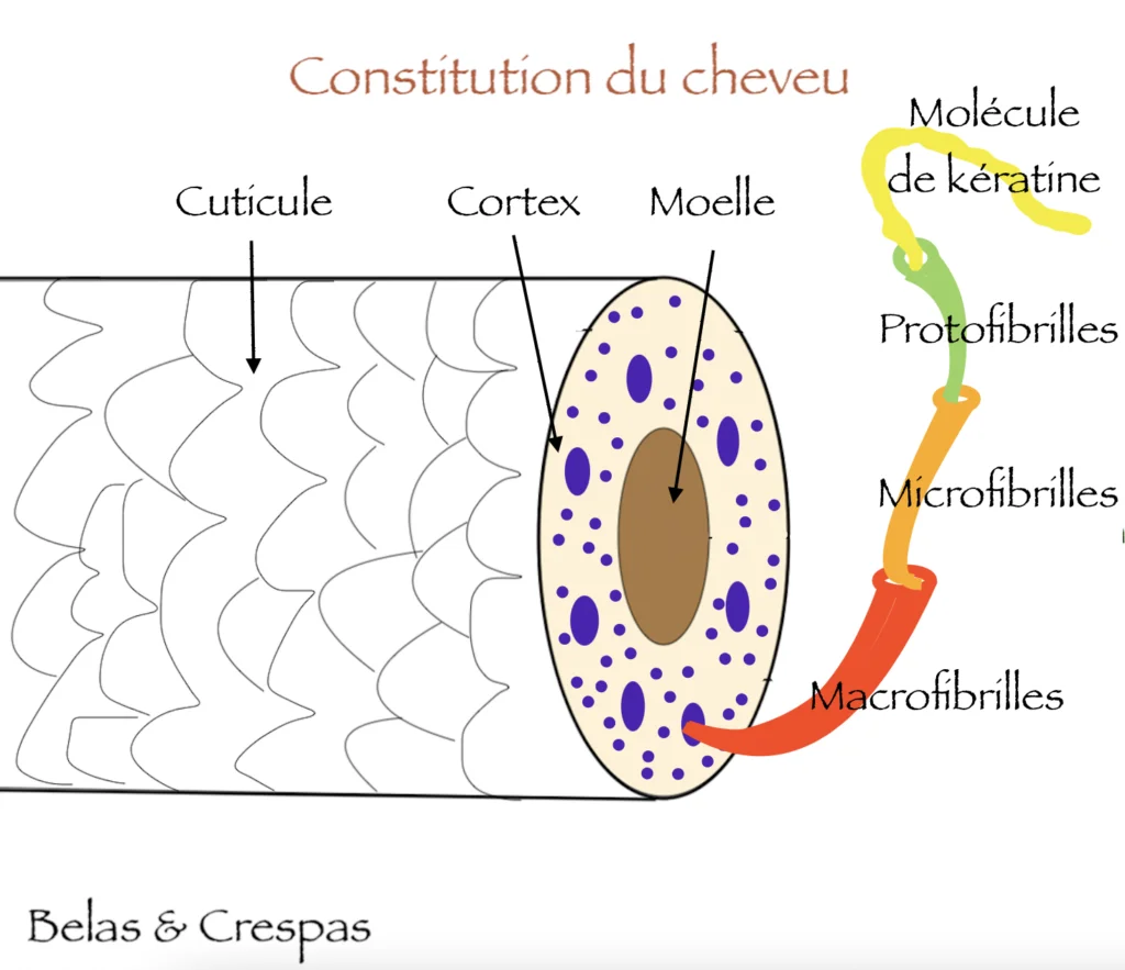 schéma sur la protéine de kératine des cheveux