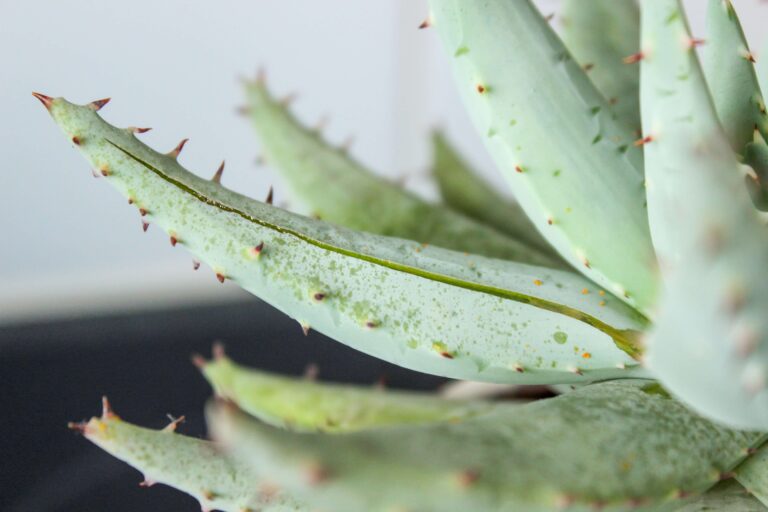 feuilles aloe vera utiliser cheveux crépus